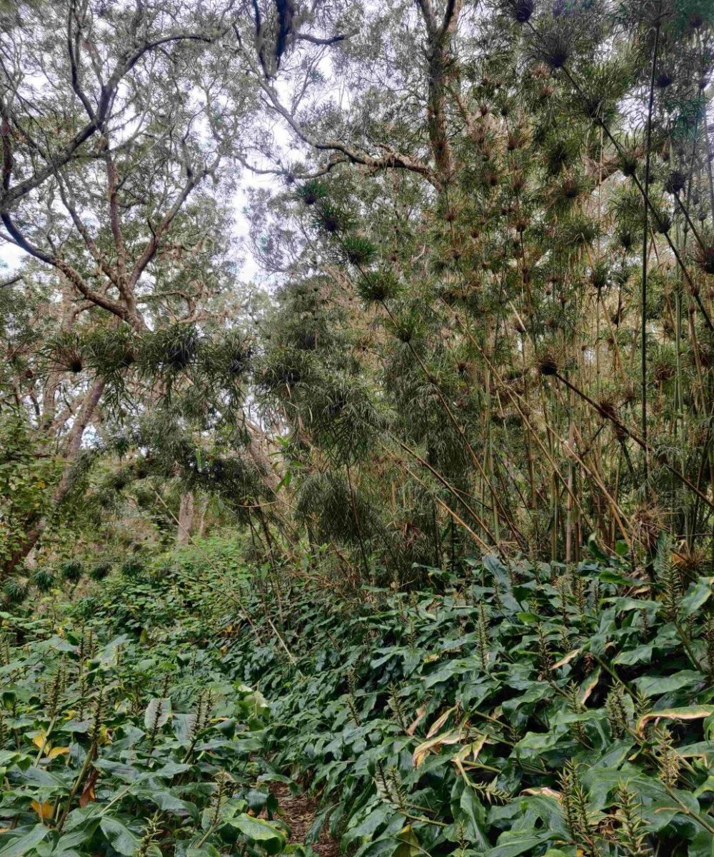 Forêt humide Bambou Calumet